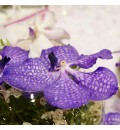 Decoración Torreón de la Fuensanta orquídea vanda