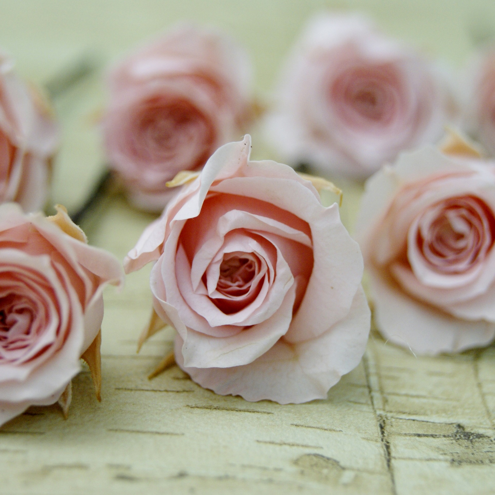 Rosas mini preservadas en color rosa palo para recogido de novia.